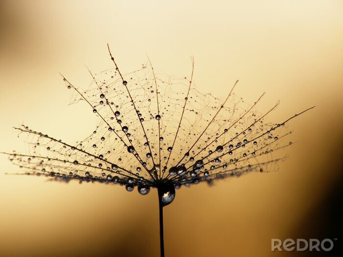 Poster paardebloem zaad