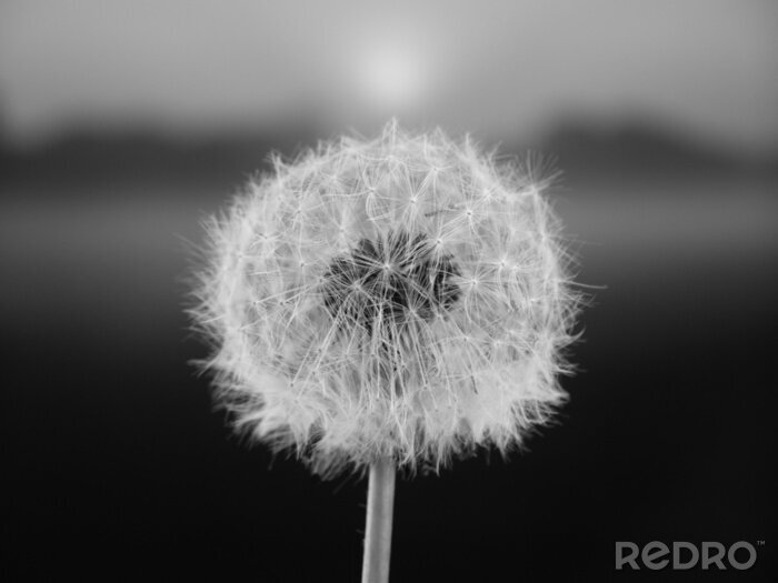 Poster paardebloem zaad