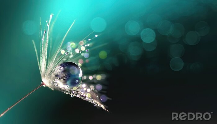 Poster Paardebloemzaad met een druppel water