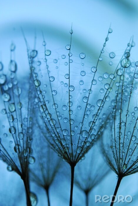 Poster paardebloemzaden