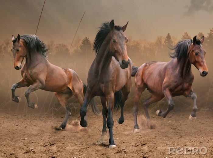 Poster Paarden galopperen in de mist