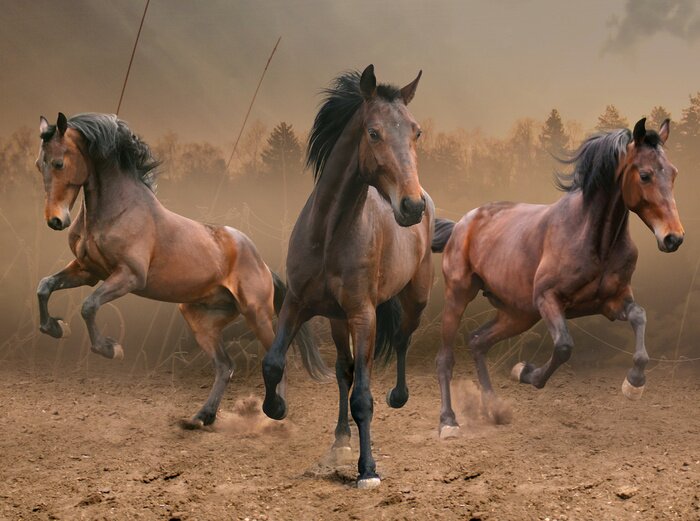 Poster Paarden galopperen in de mist