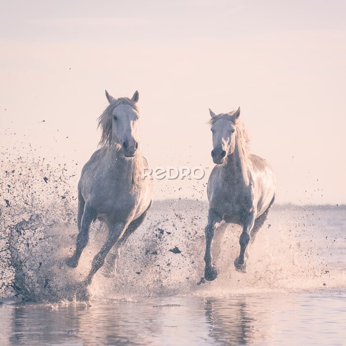 Poster Paarden galopperen langs de kust