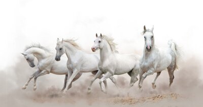 Poster Paarden galopperen tussen wit
