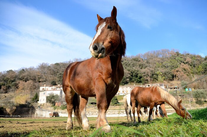 Poster Paarden in de lente