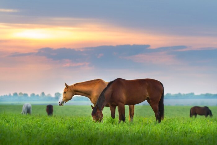 Poster Paarden in de wei in de ochtend