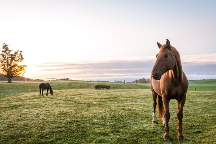 Poster Paarden in de wei in de schemering