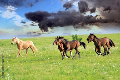Poster Paarden in het gras onder een donkere wolk.