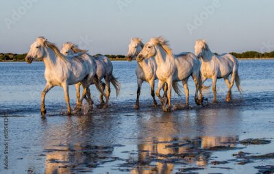 Poster Paarden in het water in de zon.