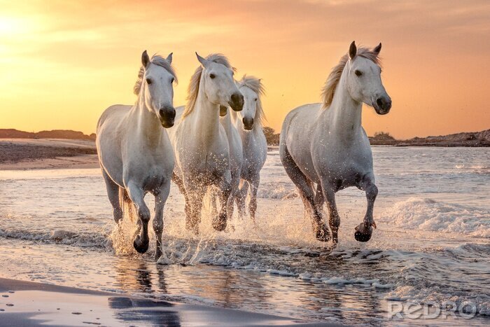 Poster Paarden op het strand
