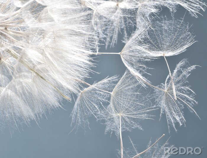Poster Paardenbloem en zaden op de hemelachtergrond