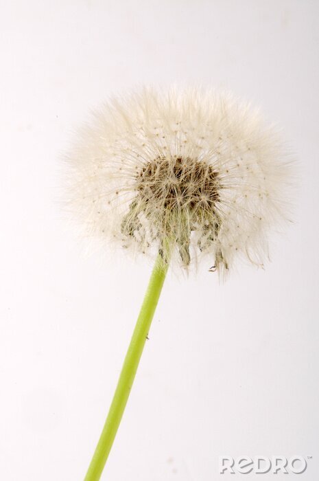 Poster Paardenbloem in de tuin