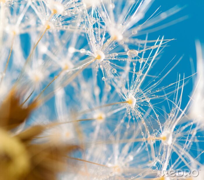 Poster Paardenbloem lucht en dauw