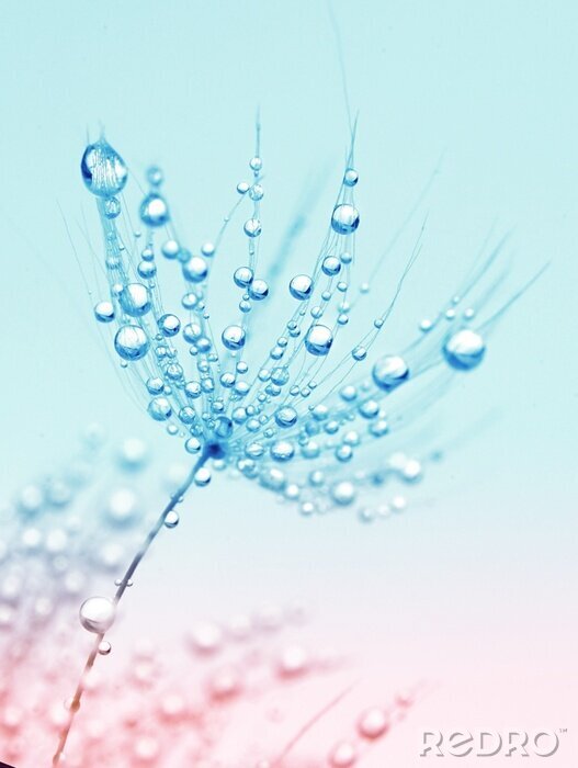 Poster Paardenbloem met regendruppels