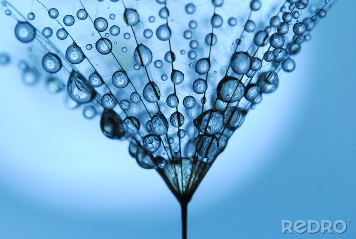 Poster Paardenbloem zaadjes in dauwdruppels