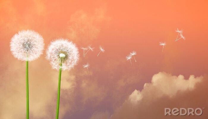 Poster Paardenbloemen op de achtergrond van een roze hemel