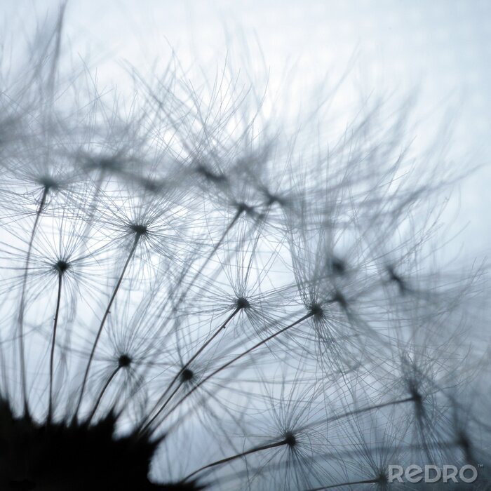 Poster Paardenbloemzaden van dichtbij