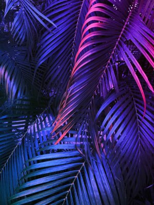 Poster Paarse palmbladeren