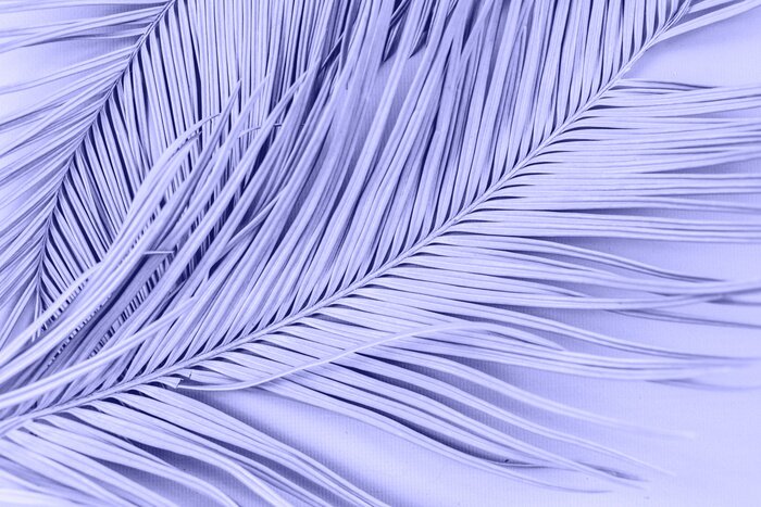 Poster Paarse palmboom