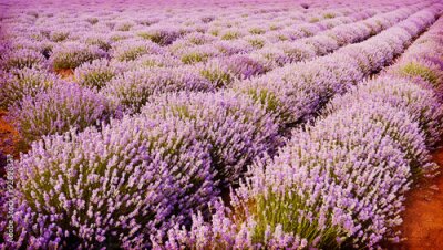 Poster Paarse strepen van bloeiende lavendel