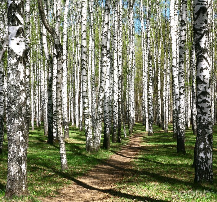 Poster Pad door een berkenbosje