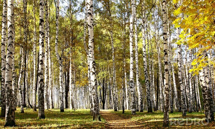 Poster Pad door herfstige berken