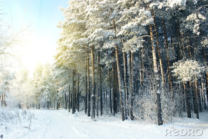 Poster Pad in het winterbos