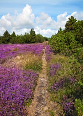 Pad naast een veld met lavendel