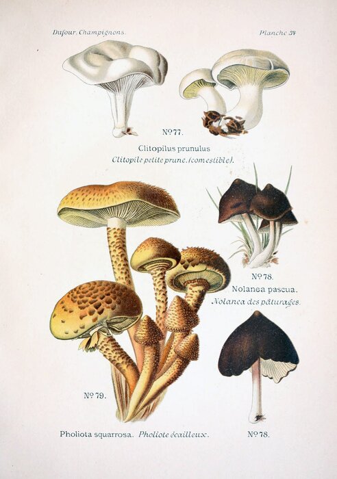 Poster Paddestoelen vintage illustratie