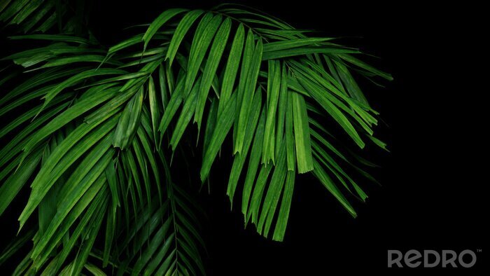 Poster Palmblad op zwarte achtergrond