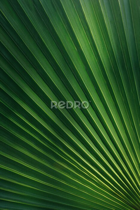Poster Palmblad textuur