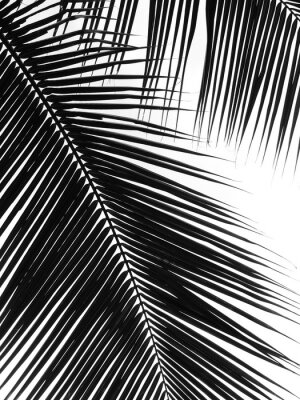 Palmbladeren close-up