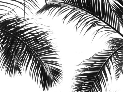 Poster Palmbladeren op een witte achtergrond