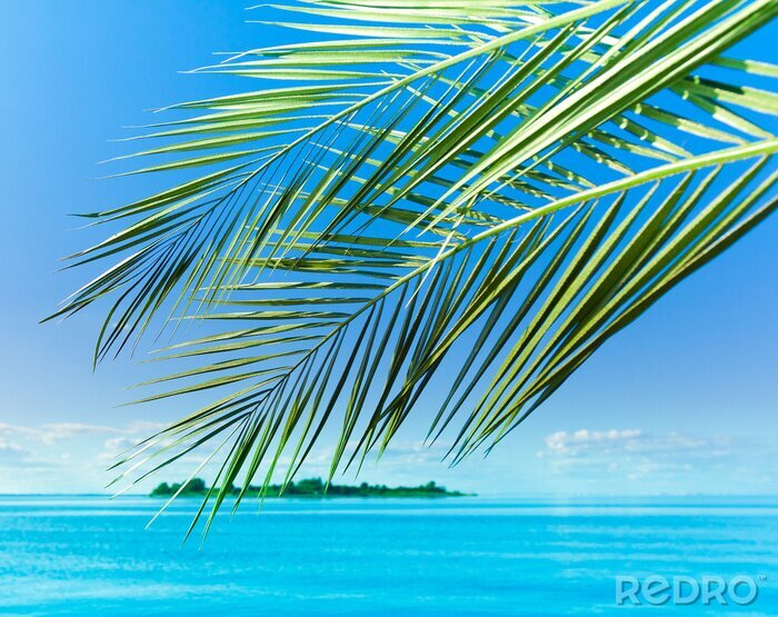 Poster Palmbladeren op het zeelandschap