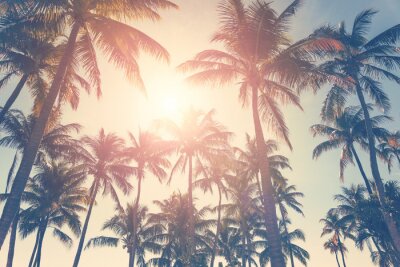 Palmbladeren tegen de achtergrond van de zon