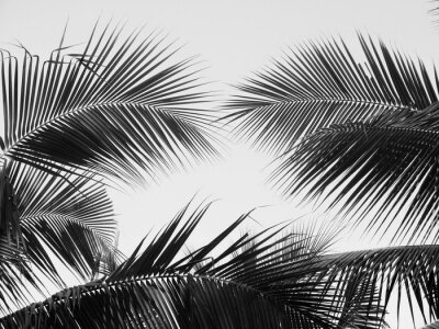 Poster Palmbladeren tegen de lucht