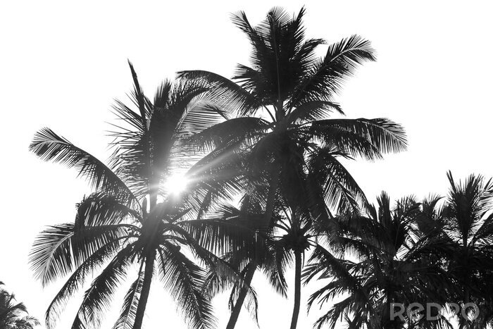 Poster Palmbomen en zon zwart-wit fotografie