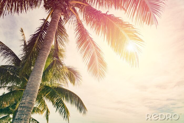Poster Palmbomen en zonnige hemel