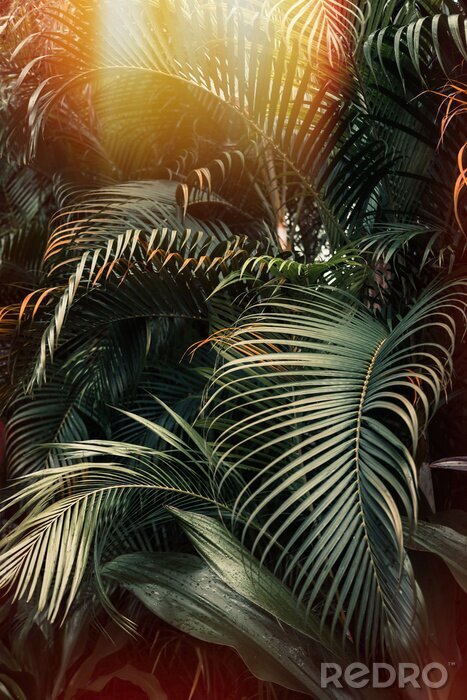 Poster Palmbomen in de zon