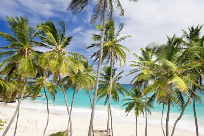 Palmbomen op de achtergrond van de zee