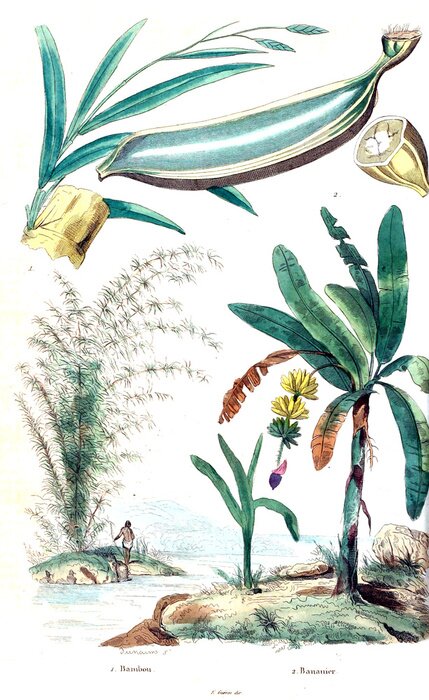 Poster Palmbomen over water natuur illustratie