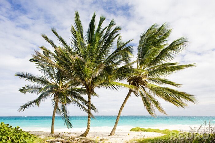 Poster Palmbomen; strand en zee