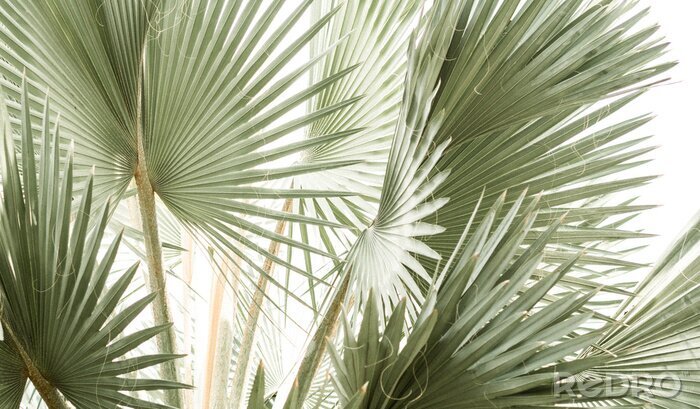 Poster Palmbomen verspreiden