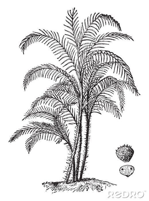 Poster Palmbomen zwart-wit minimalistische schets