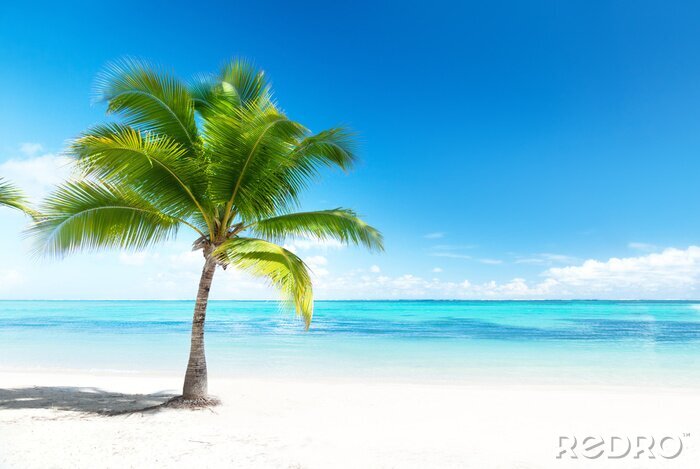 Poster Palmboom en oceaan