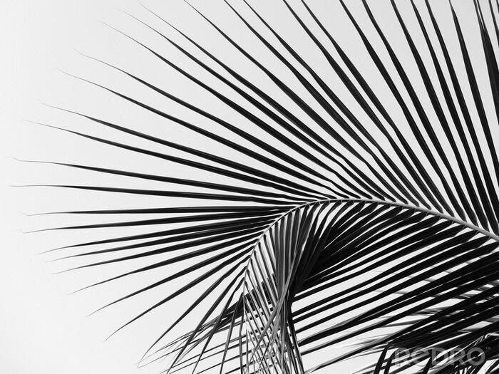 Poster Palmboom zwart-wit