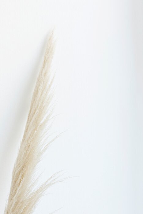 Poster Pampagras tegen witte achtergrond