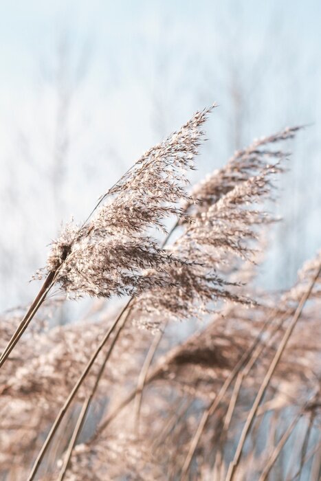 Poster Pampas grass on the lake, reed layer, reed seeds. Golden reeds on the lake sway in the wind against the blue sky. Abstract natural background. Beautiful pattern with neutral colors. Selective focus