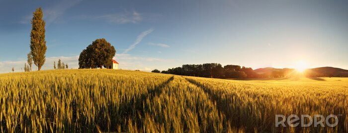 Poster Panorama van een graanveld