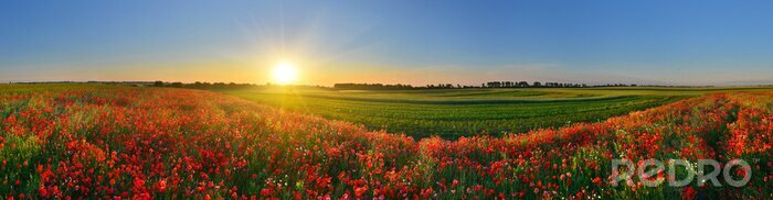 Poster Panorama van een veld met rode bloemen